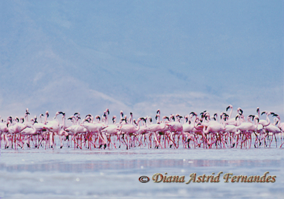 Lesser-Flamingo-Ngorongoro-CraterTanzania